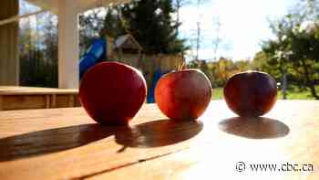 Is this Quebec-developed fruit the 'apple of the future'?