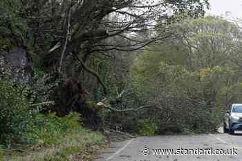 Young driver killed as tree crushes car in London amid high winds