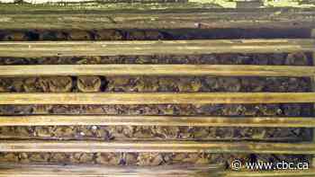 Bats have a housing crisis. And it's getting worse