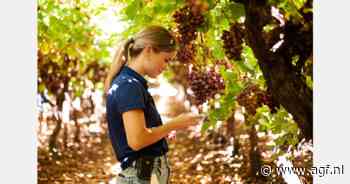 Eigen teelt en internationale partnerschappen bepalen nieuwe koers Zuid-Afrikaanse fruitspeler