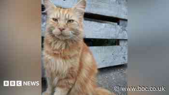 'Beloved cats need more protection from drivers'