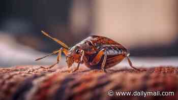 Change your sheets every four DAYS, microbiologist urges Brits amid bedbug crisis