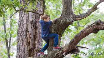 Revealed: The childhood activities that make for happier, brighter kids - the riskier the better, scientists say