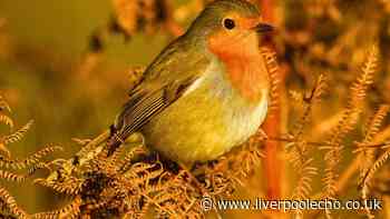 Robins will come into gardens every day if you replace seed with a simpler natural item