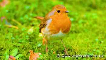 Robins will visit gardens if you swap seeds for a more natural item instead