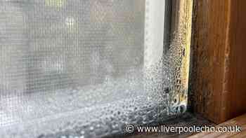 Mould will thrive in your home unless you stop making common mistakes in winter