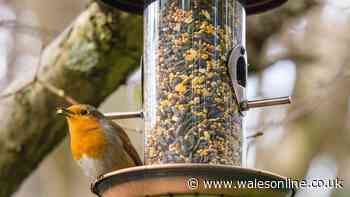 Gardeners told to make one simple change to bird feeders this week