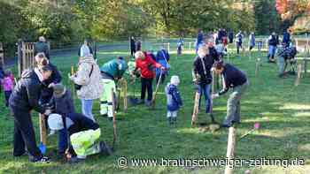Anders als geplant: Wo der Wolfsburger Mikrowald eigentlich entstehen sollte