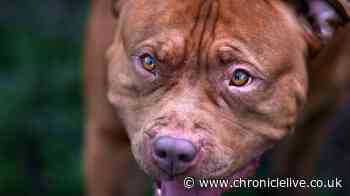 RSPCA 'advice' ahead of November 1 law change for thousands of dog owners