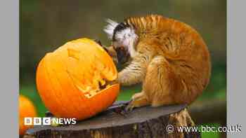 Watch: Animals enjoy spooktacular Halloween treats