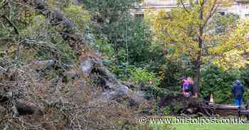 Storm fells doomed Clifton tree before axe could fall