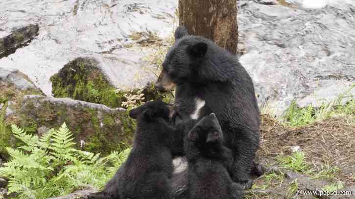 The 2026 Mama Bear Award goes to a black bear with a mullet