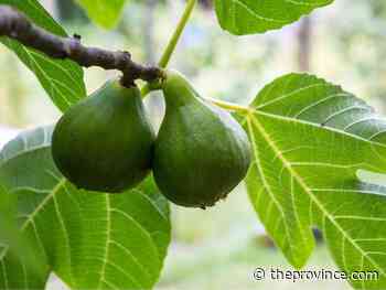 Figuring out your fig trees