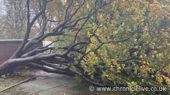 Storm Boelo causes chaos in Newcastle with dozens of trees damaged or fallen