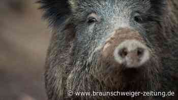 Wildschweine im Visier – B 188 wird Samstag im Kreis Gifhorn gesperrt