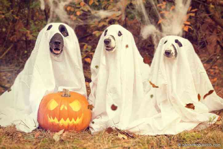 Tips to keep pets and wildlife safe this Halloween