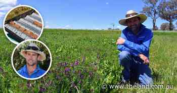Dig deeper: landholders tackle acid soils, without breaking the budget