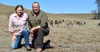 Strong markets make it 'worth feeding' through dry winter for Monaro graziers