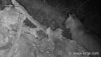 Canada lynx caught on camera in Northern New Mexico