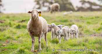 'They just kill it': ewe lamb joining is 'highly profitable' if done right