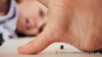 Homes urged to take immediate action to stop woodlice from entering homes in November