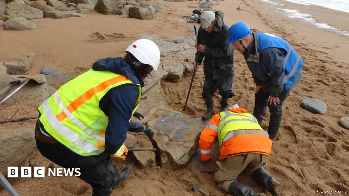 Giant sea reptile found by couple goes on display