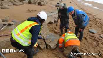 Giant sea reptile found by couple goes on display