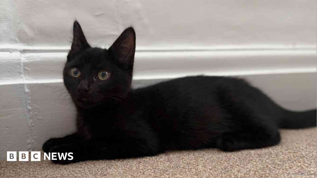 Halloween warning to black cat owners from charity