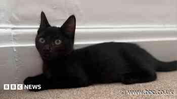 Halloween warning to black cat owners from charity