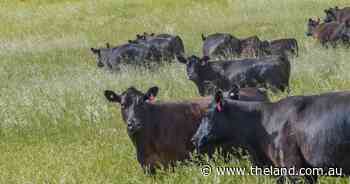 'Significant investment': mining identity lists exceptional, elevated grazing country running 320 cows and calves | Video