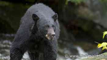 Dog walker badly injured after being pushed to the ground by mother bear that got on top of her and started attacking