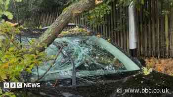 'I could hear tree crunching as it fell onto car during storm'