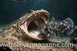 237-Million-Year-Old Armored Amphibian May Be The First to Live Entirely at Sea