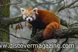 An Ancient Red Panda Relative Once Roamed Tennessee's Forests, Likely Eating Plants With a Fake Thumb