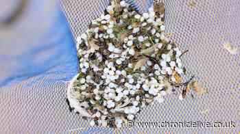 Nurdles spilled in Port of Tyne crash may have reached as far as Denmark