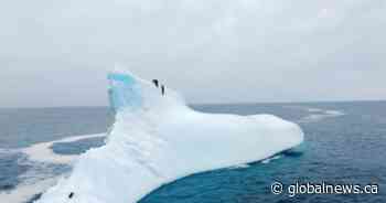 ‘Go out and do brave things’: Canadian diver becomes first woman to dive from an iceberg