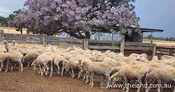 'Be really vigilant': producers on watch for stock crimes after alleged flock theft
