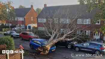 Trees down and homes left without power after storm