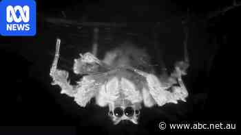 Scientists video REM-like sleep in Australian jumping spider species
