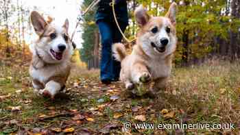 Neighbours urged to snitch on dog owners who don't pick up