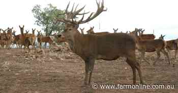 Feral deer push deeper into farmland as governments fall behind on control