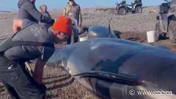 N.L. residents rescue two whales washed ashore | The Moment