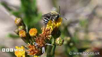 Tiny zebra-striped bee in West a 'huge surprise'