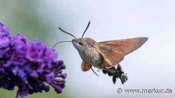 Ein Kolibri im eigenen Garten? Welches faszinierende Tier wirklich hinter der Sichtung steckt