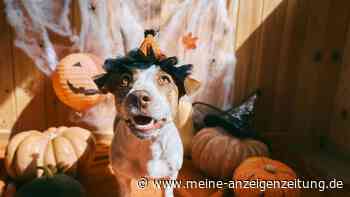 Tierärzte warnen vor Gefahren an Halloween und geben wertvolle Tipps zum Schutz von Haustieren