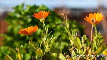 Drei Blumen, die ab November gesät werden und Wege und Beete bunt machen