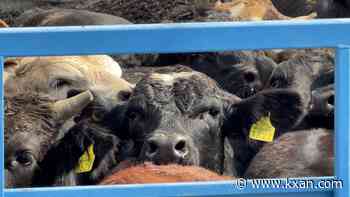 Columbus resumes Mexican cattle imports as Santa Teresa increases crossings