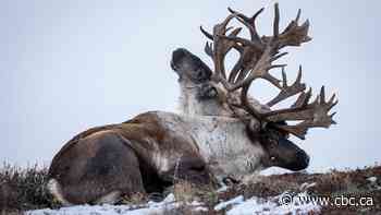 Yukon photographer captures footage of caribou carrying dead rival in its antlers