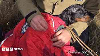 Dog rescued after 30ft fall during Storm Boelo