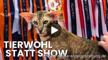 Schönheitswahn oder Tierwohl? Bei der Katzen-Weltmeisterschaft zählt jeder Millimeter